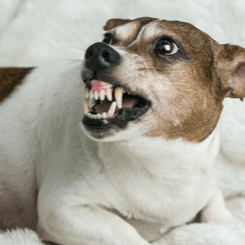 Small dog showing reactive behavior