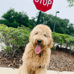 Dog sitting near a stop sign during basic obedience training