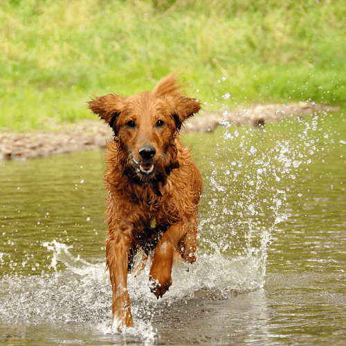 Golden retriever running through water off leash