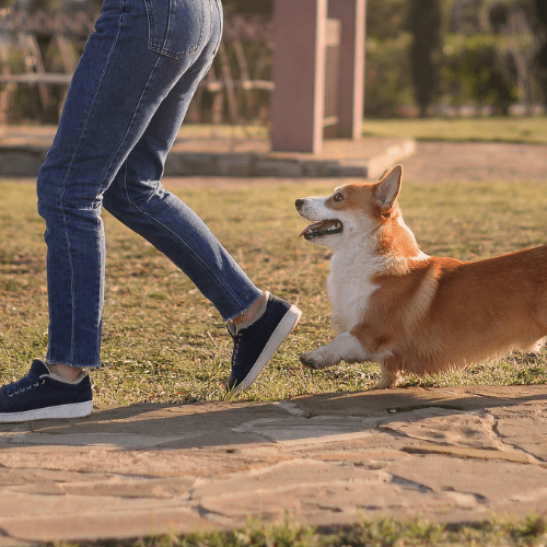Corgi heeling beside a person outdoors