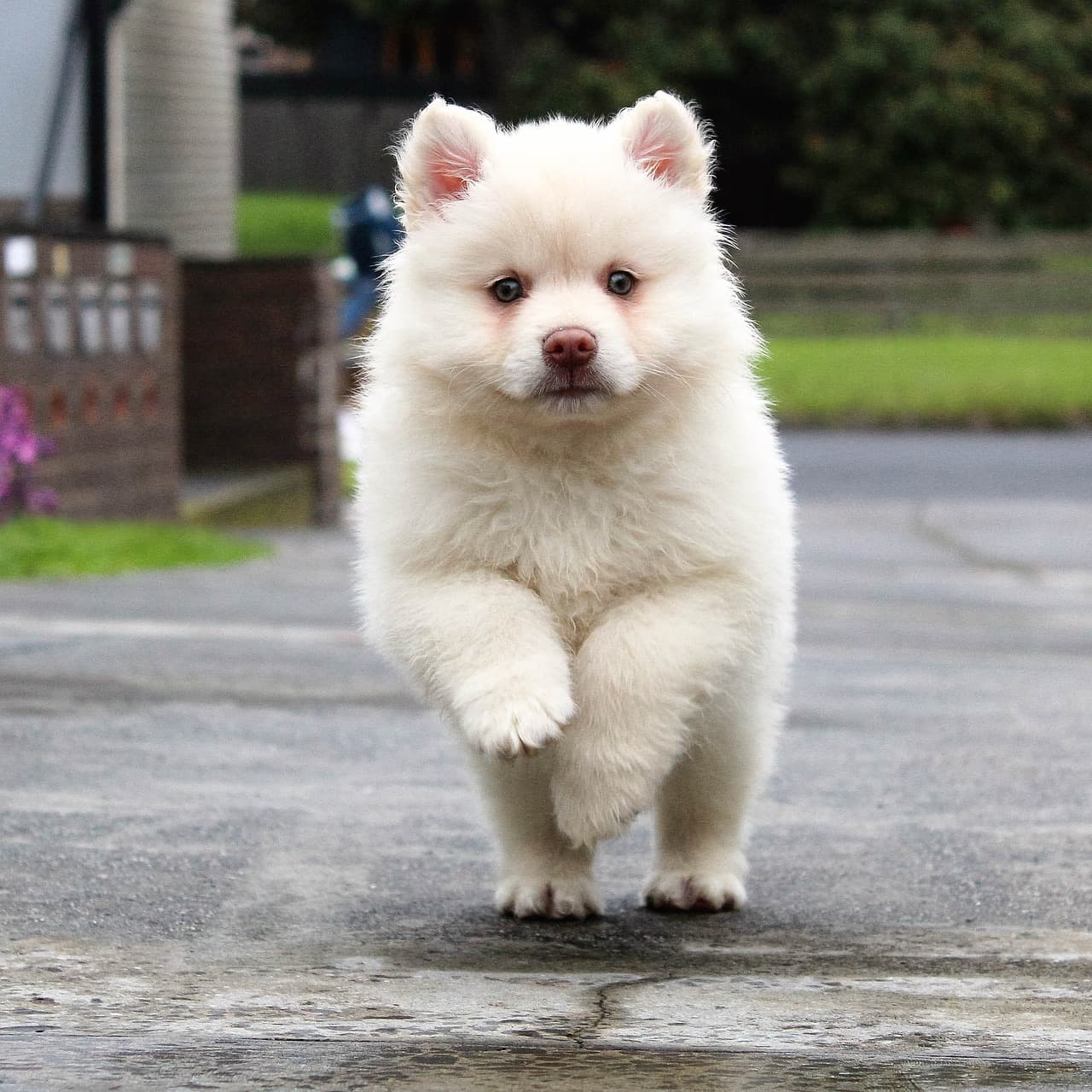 White puppy running toward the camera